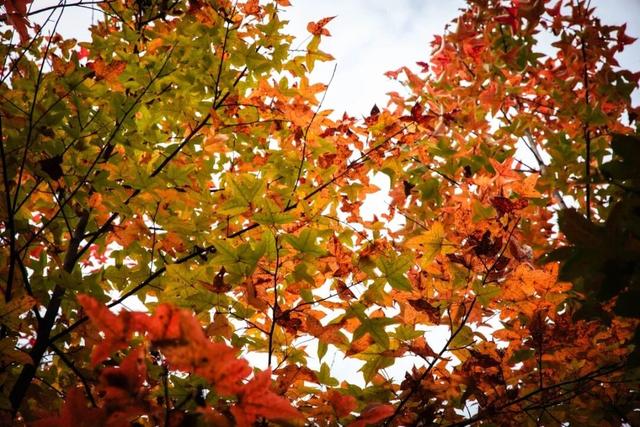 去有“枫”的地方，团风大崎山“枫”景正好！