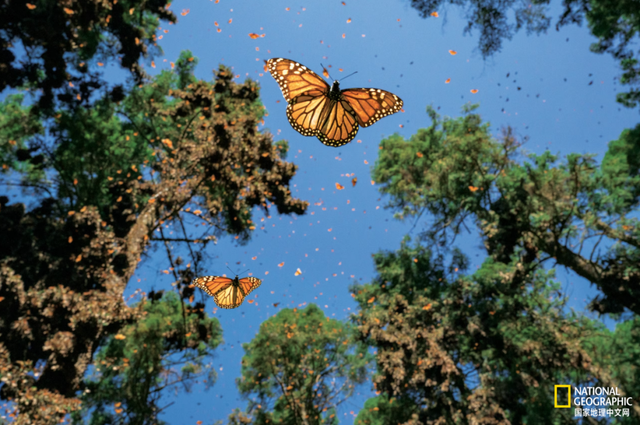 你餐桌上的牛油果，可能造成了帝王蝶的死亡？