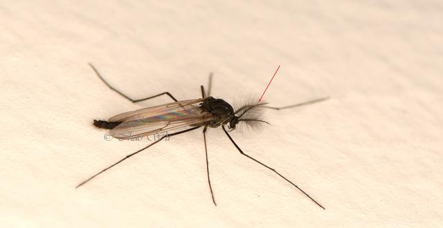 北京雪地惊现蚊子爬行	，蚊子出现抗寒性了？