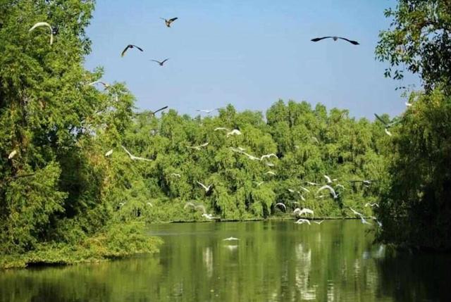 南沙湿地打造“大湾区中央湿地公园”，官微导航同步更名