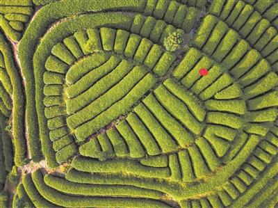 “柘”里风景独好