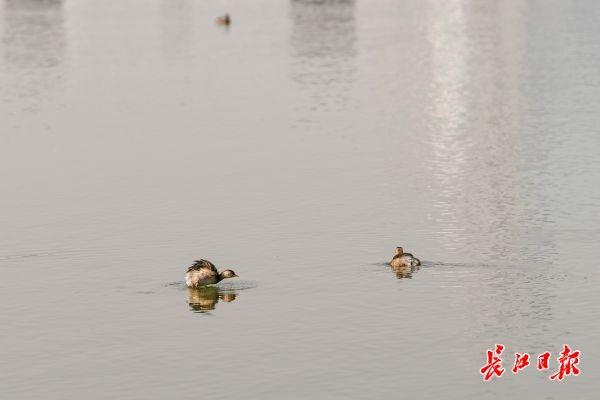 月湖公园层林尽染