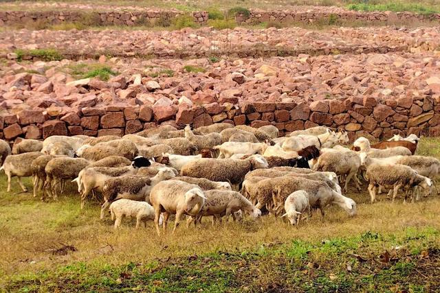 龙亭区柳园口乡 · 开封“呼伦贝尔”的秋之请柬！