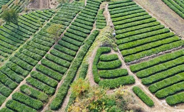 后村！真好看！赶紧转起来……
