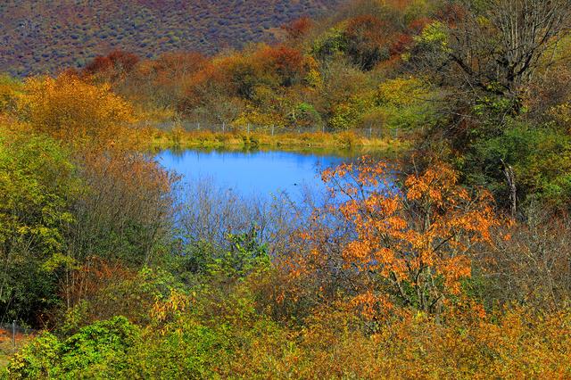 四川茂县层林尽染迎“盛会” 九鼎山开启“金色童话”观赏季
