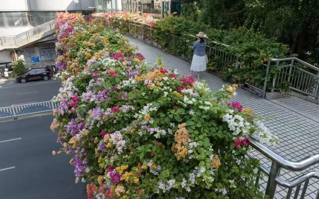 刷屏朋友圈！11月的浪漫被TA承包了，这场缤纷花事太治愈！