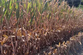 又是一年好“丰”景丨三次打破西南山地玉米高产纪录，“峰城经验”是什么？图片