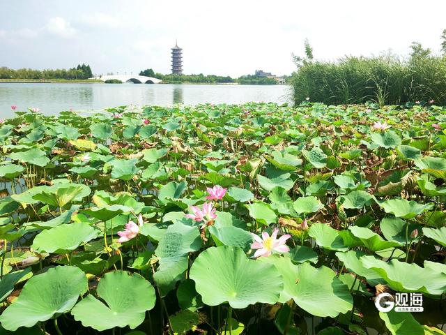 盛夏时节，胶州少海“荷”你有约