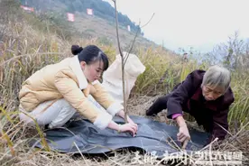 绥阳县郑场镇：防草布“上岗”  保障山桐子成长图片