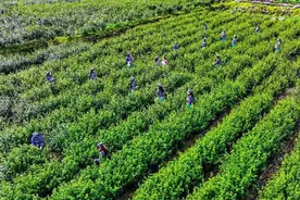 “鲁洱贡茶”出产地——四川宣汉石铁乡家家有茶园户户均增收图片