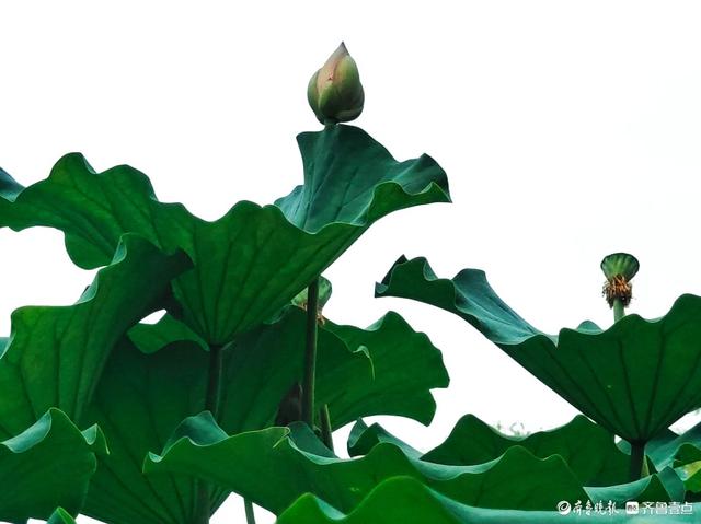 四季湖荷花盛开，千姿百态醉游人