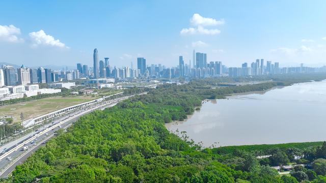 广东松变蓝，AI保护红树林，盘盘广东家底，看绿美常青之道