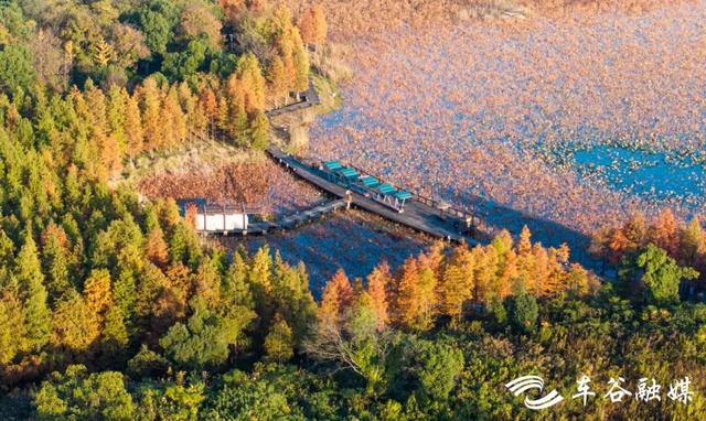 橙黄橘绿时 武汉经开区斑斓如画