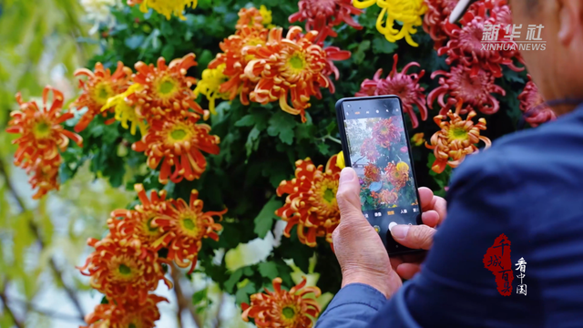 来福州赏景！看水杉披红装 菊展竞芬芳