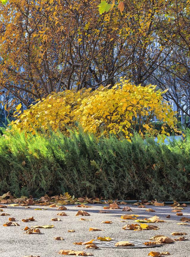 小雪节气，北京通州镜湖之滨好风光