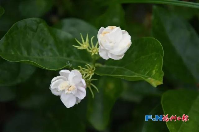 今天，福州“原住民”集体开麦！