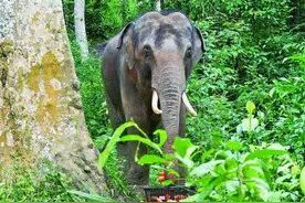 与象为邻 共享绿色图片