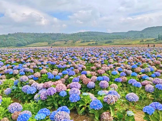 马龙千亩花海绘就民族团结进步新图景