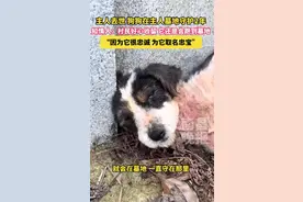主人去世狗狗守墓2年，网友赞现实版“忠犬八公”图片