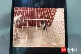 游隼受伤掉落路边，警方及时救助送动物园救治图片