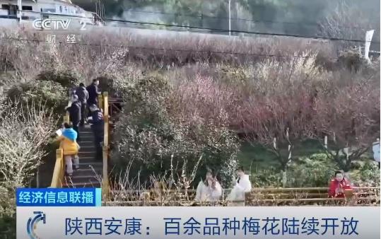 央视两天3次报道子午梅苑