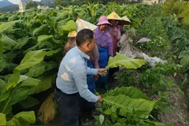 江西会昌：用好采烤技术活 助力绿叶变“金叶”图片