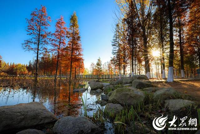 四季予你丨流动的油画！鱼鸟河水杉林上演“渐变魔法”