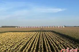 稻花香里说丰年｜乡村振兴活力满 美不胜收在田间图片