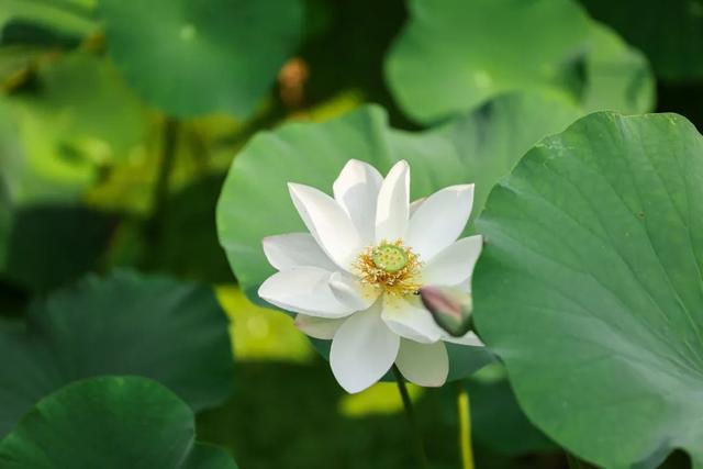 “荷”尔蒙爆表，这夏可好了！