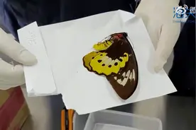 北京海关在寄递渠道查获12件濒危蝴蝶标本图片