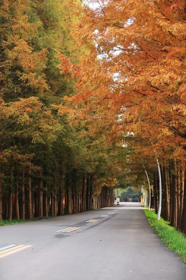 日照色彩派对开启！“美拉德”风景正当时！