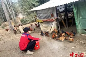 “一只土鸡”带动一个村致富图片