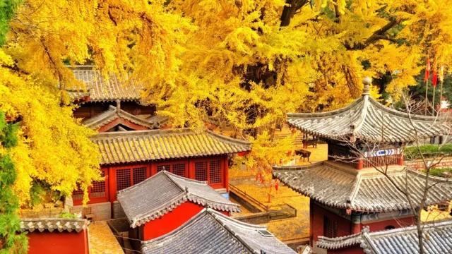 千年银杏引爆秋日灵泉山！两周迎客2万+