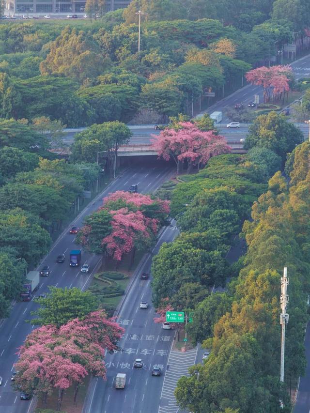 天气正好、花正开，去看粉色的东莞！