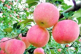 苹果后期管理这样做品质好图片