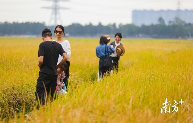 图集｜金黄田园上线！中山崖口稻田迎最佳观赏期