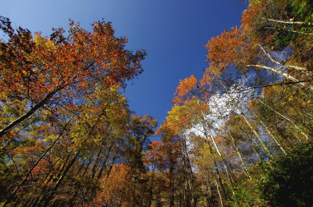 青睐绵阳 ‖ 层林尽染，枫顺邀你共赴红叶之约
