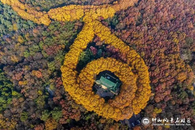 没来过紫金山，就不算看过南京的秋
