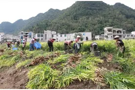 关岭：金色产业迎丰收 姜农收获好“姜”来图片