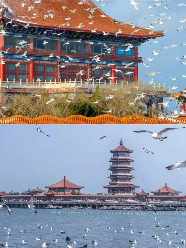 治愈天花板！快来“鸥”遇冬日山东