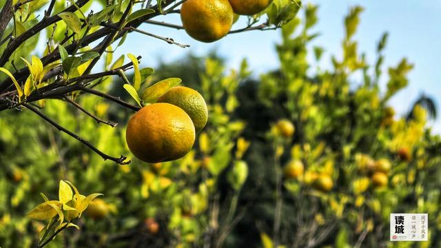 读城｜闽江两岸橘子红了，那是福州的冬日乡愁