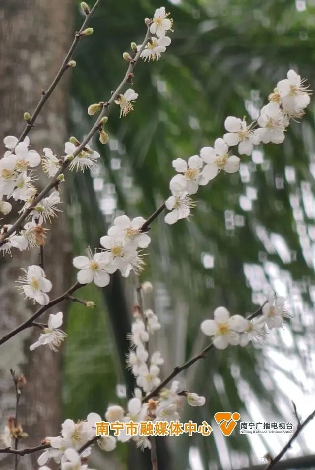 今日腊八｜花粥同赏，岁寒生香！腊八节快来南宁共赴一场早梅之约，就在市区→