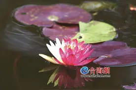 惊艳！海湾公园10余朵“双色睡莲”绽放图片