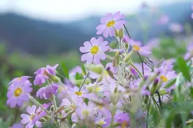 “消失”百年的濒危植物——陕西羽叶报春花开洋县图片