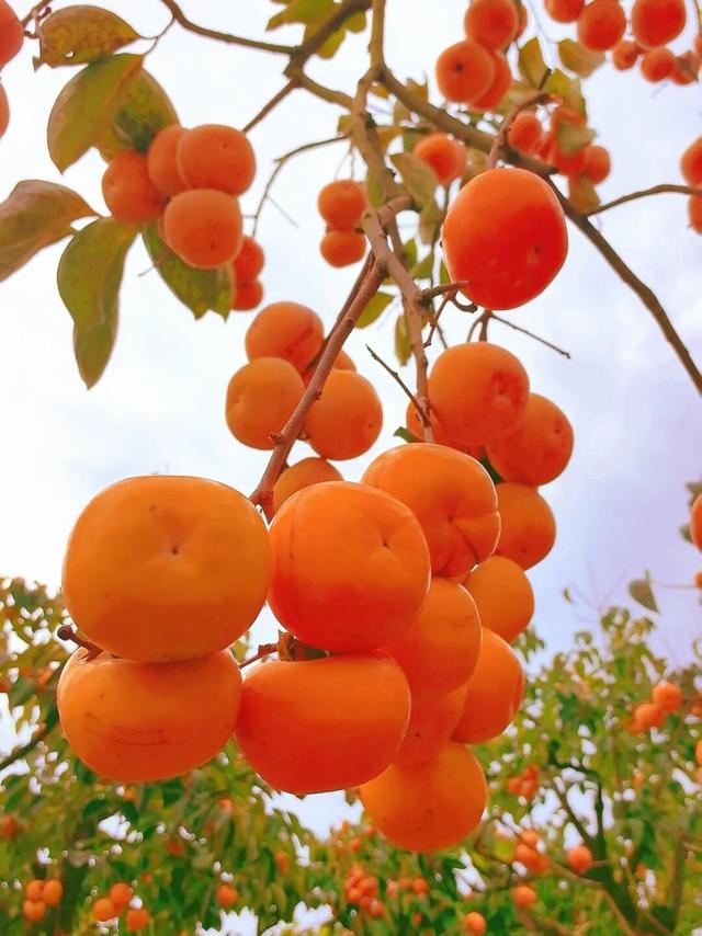 广西这座高铁站内，为啥众多旅客手拿树枝?