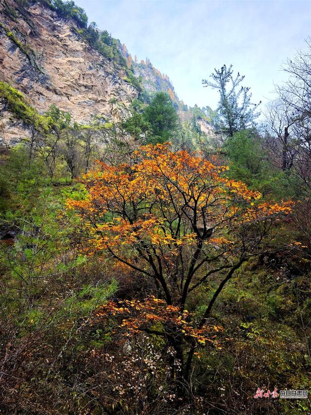 秋染官鹅沟 醉在山水间