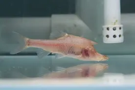 洞穴鱼为啥没眼睛？马莉花十年解开谜团→图片