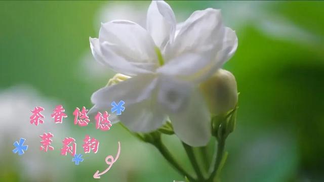 茉莉花开，香缘美好！赴一场茶香满溢的新年之约