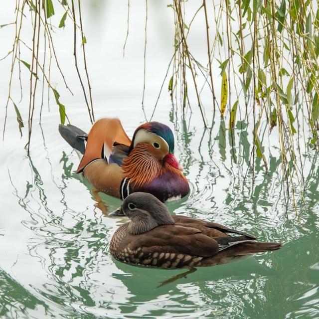 秋日的北海公园，一池成双的鸳鸯