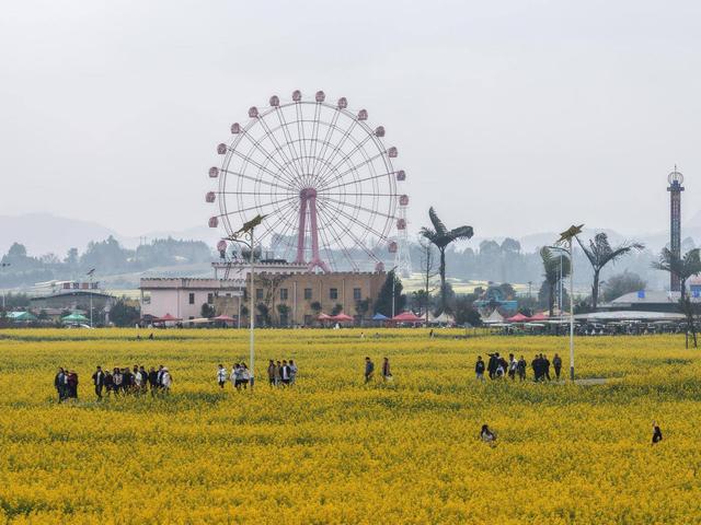 罗平“春味”正鲜，错过再等一年